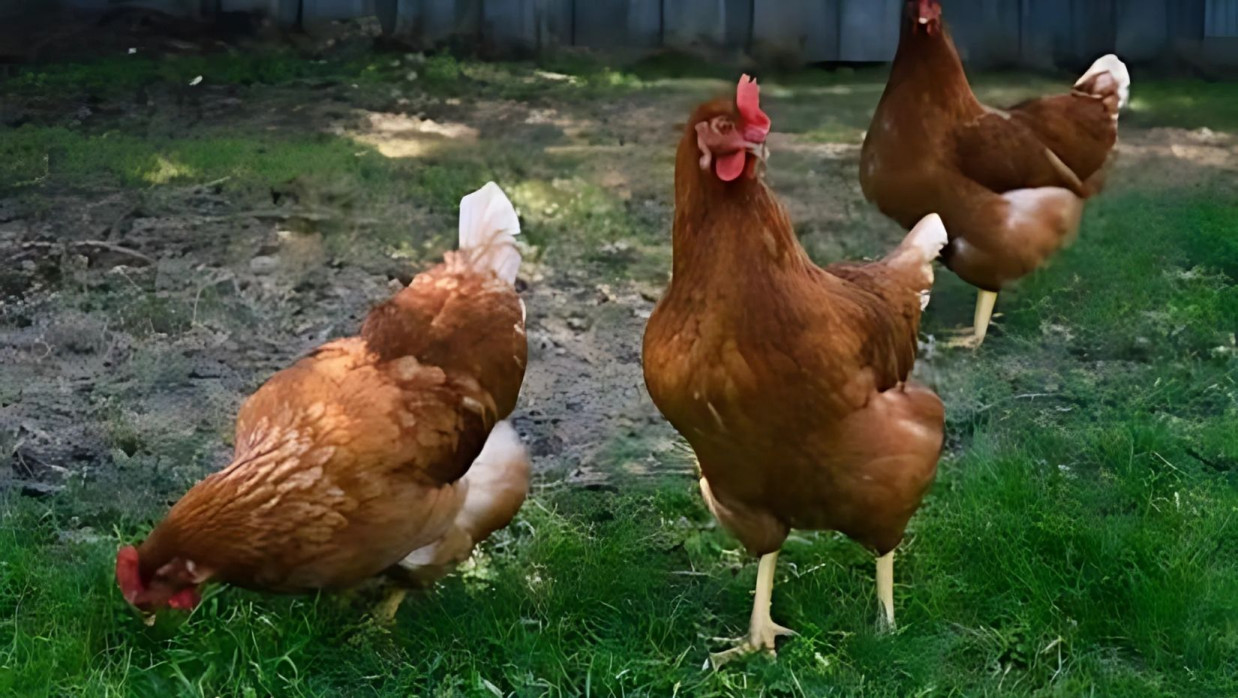 হাইলাইন ব্রাউন জাতের মুরগি 