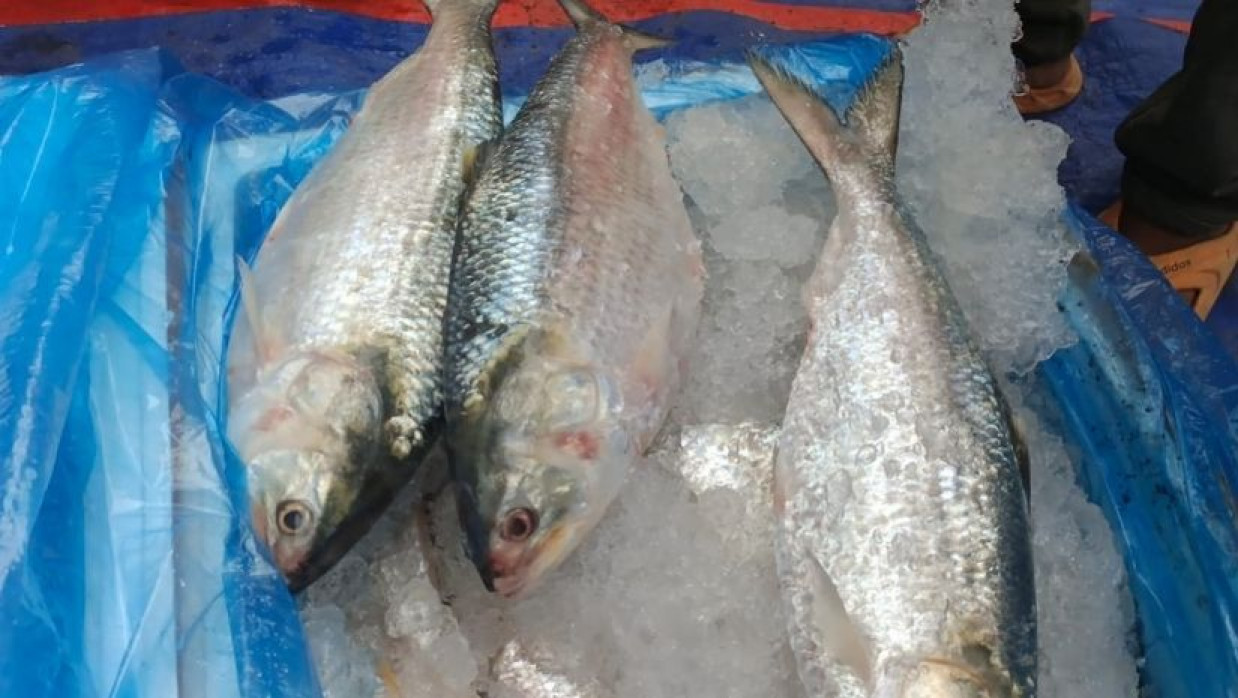 ইলিশ মাছ