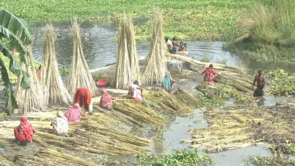 পাটের আঁশ ছাড়াচ্ছেন কয়েকজন