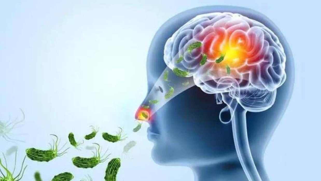 ‘মগজখেকো অ্যামিবা’ মস্তিষ্কে সরাসরি সংক্রমণ ঘটায়