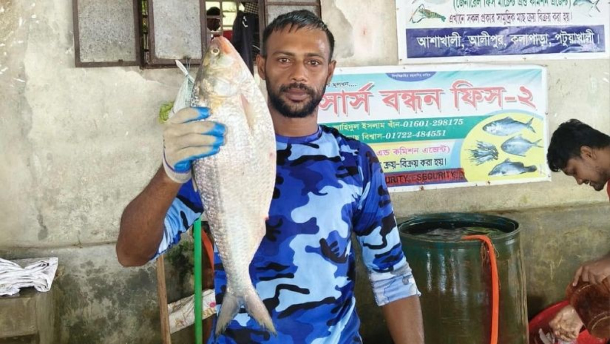 বড় আকৃতির ইলিশটি