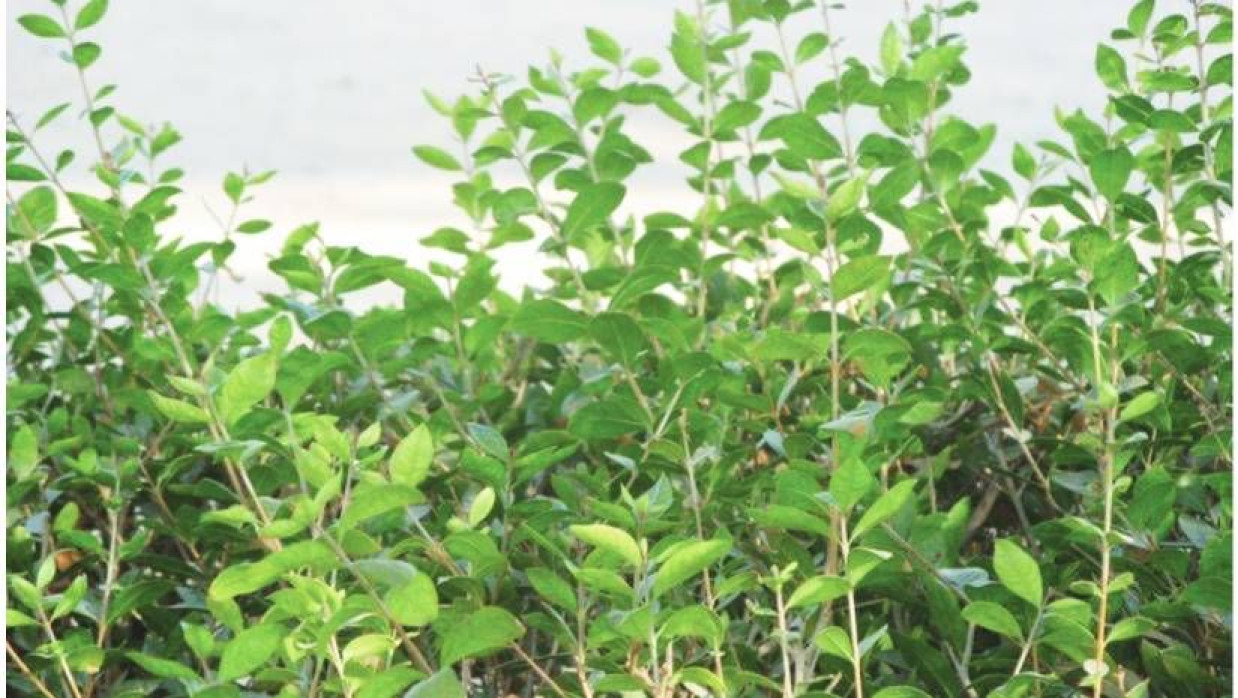 মেহেদি পাতা