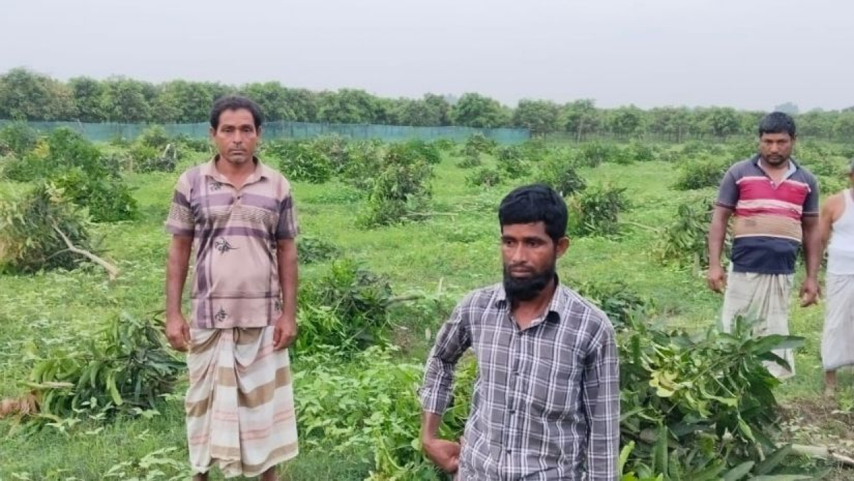 দরিদ্র চাষীর ৩৫০ আমগাছ কেটে দিল দুর্বৃত্তরা