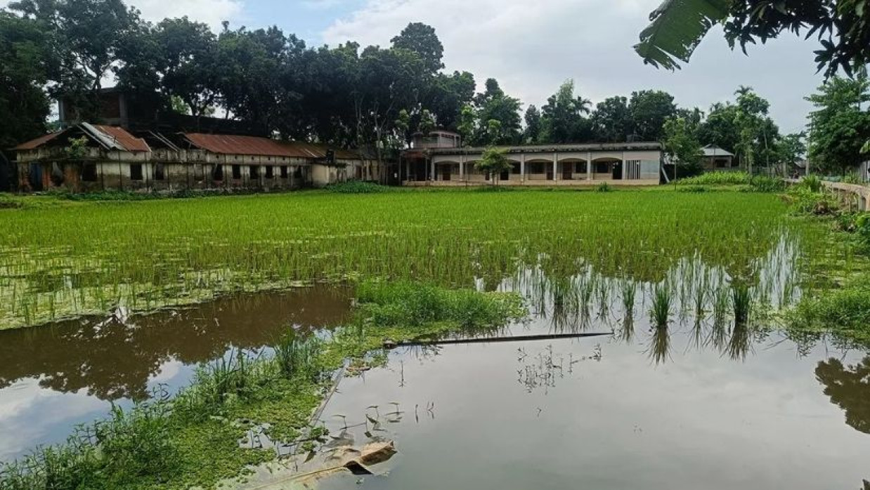 স্কুলে খেলার মাঠে চলছে ধান ও মাছের চাষ