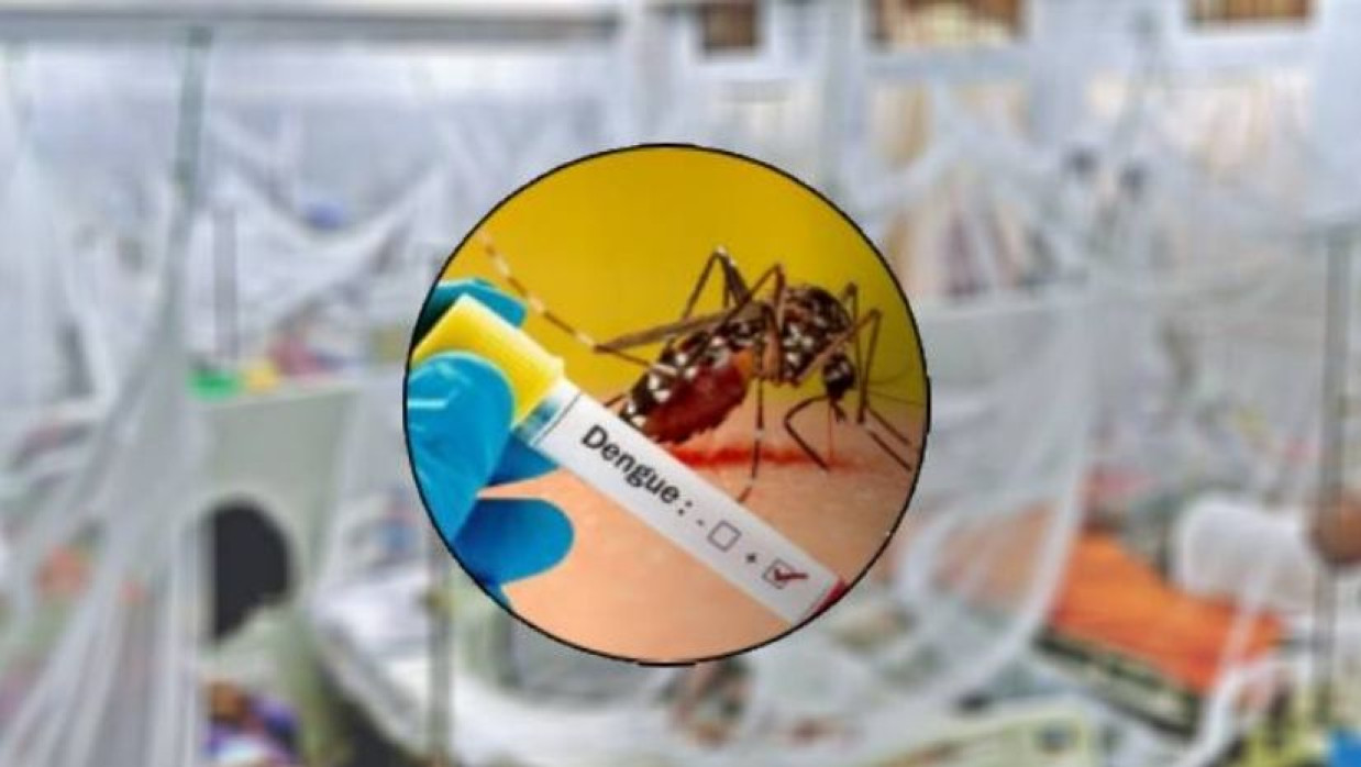 ডেঙ্গু মশা
