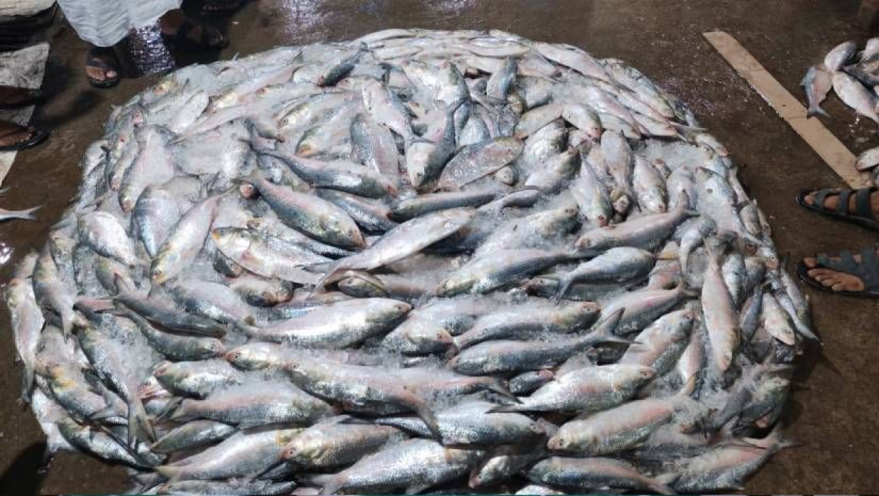 জাতীয় মাছ ইলিশ