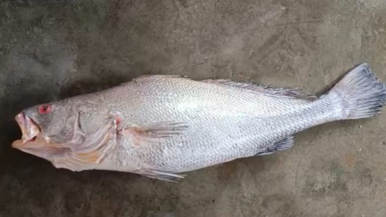 বিরল প্রজাতির কালো পোয়া মাছ