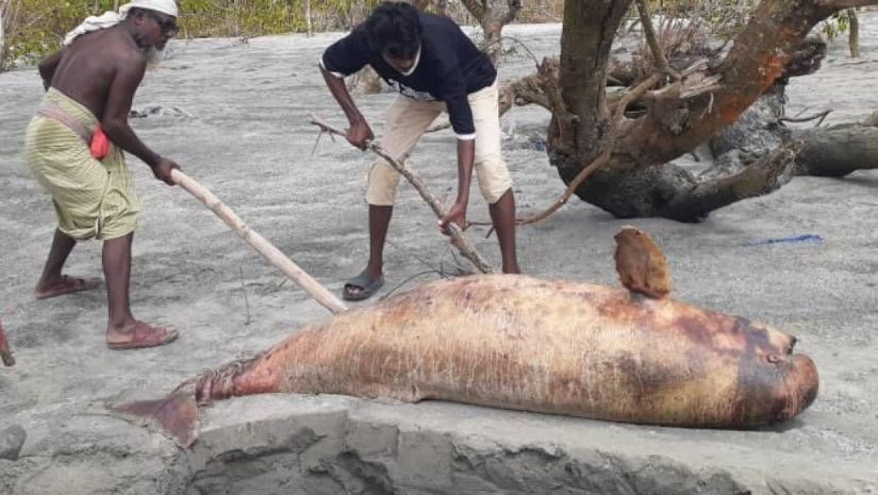 কুয়াকাটা সৈকতে ভেসে আসে মৃত ইরাবতী ডলফিন। পরে সেটিকে মাটিচাপা দেওয়া হয় 