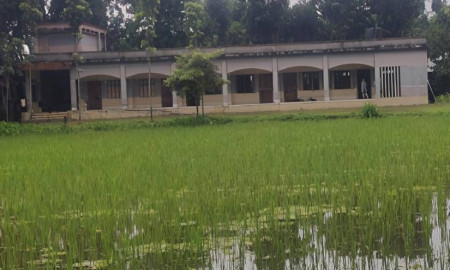 বিদ্যালয়ের মাঠে ধান চাষ, খেলাধুলা থেকে বঞ্চিত শিক্ষার্থীরা