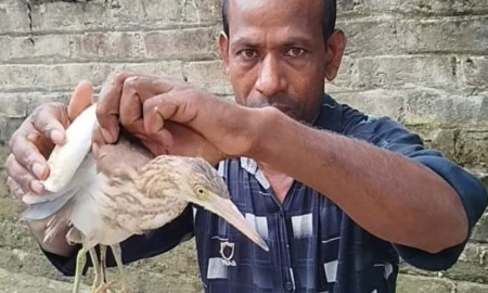 কুড়িগ্রামে দেখা মিললো ৪ পা-ওয়ালা বকের