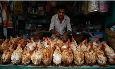 মরা ও পচা মুরগির মাংস বিক্রির দায়ে ঢাবিতে দোকানিকে ১০ হাজার টাকা জরিমানা