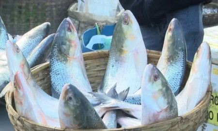 ইলিশের মূল্যবৃদ্ধির কারণ জানাল ট্যারিফ কমিশন