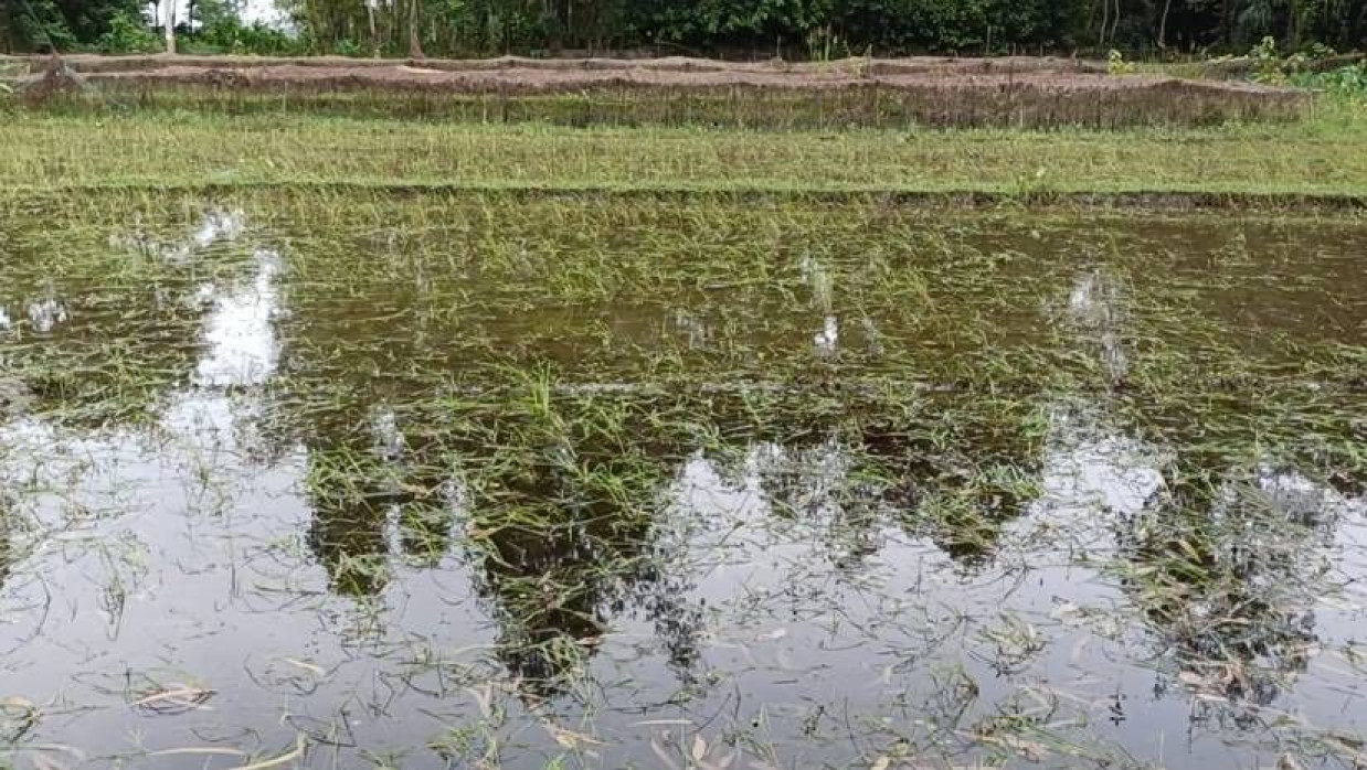 বন্যায় ক্ষতিগ্রস্ত ফসলের ক্ষেত
