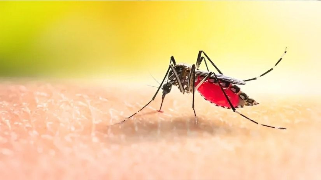 ডেঙ্গুর জীবাণুবাহী এডিস মশা