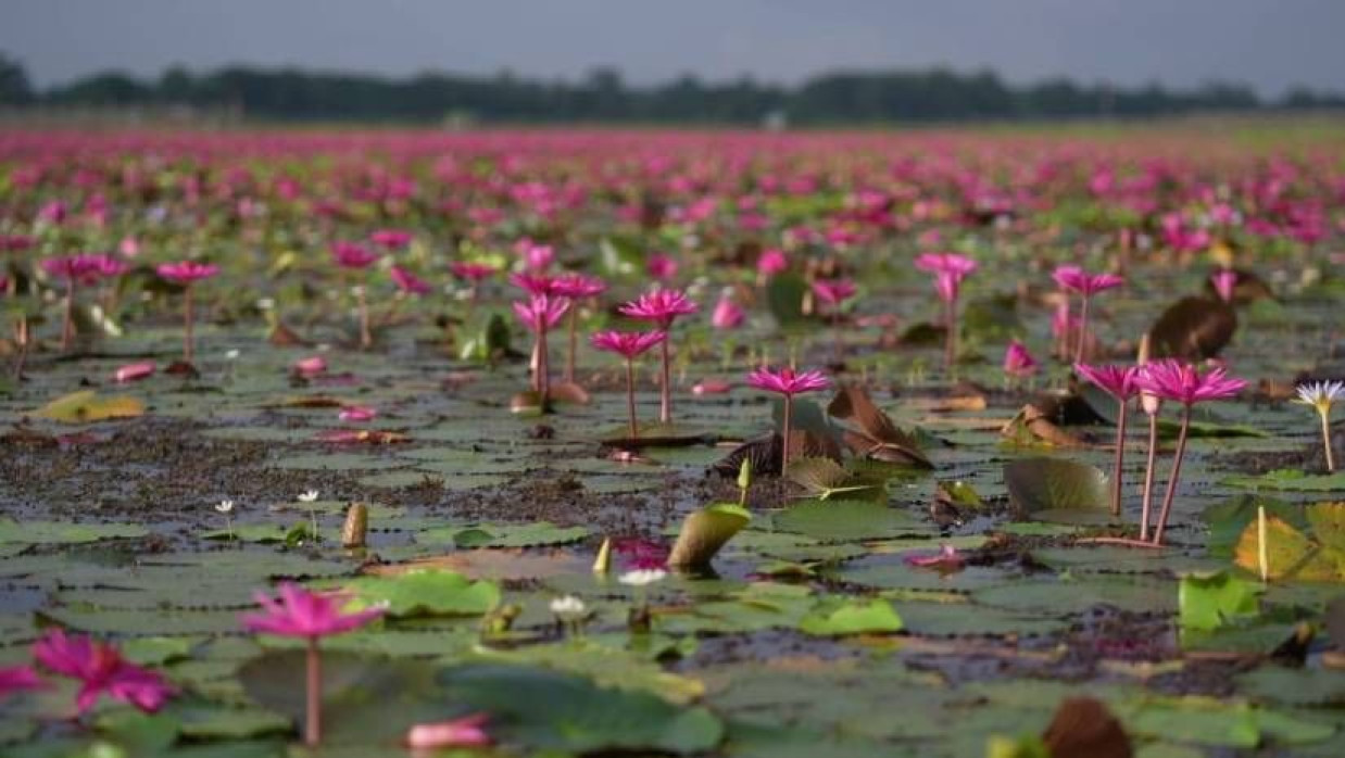 বিলজুড়ে ফোটা লাল শাপলা