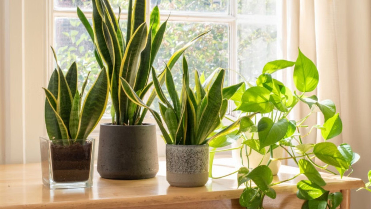 ইনডোর প্লান্ট