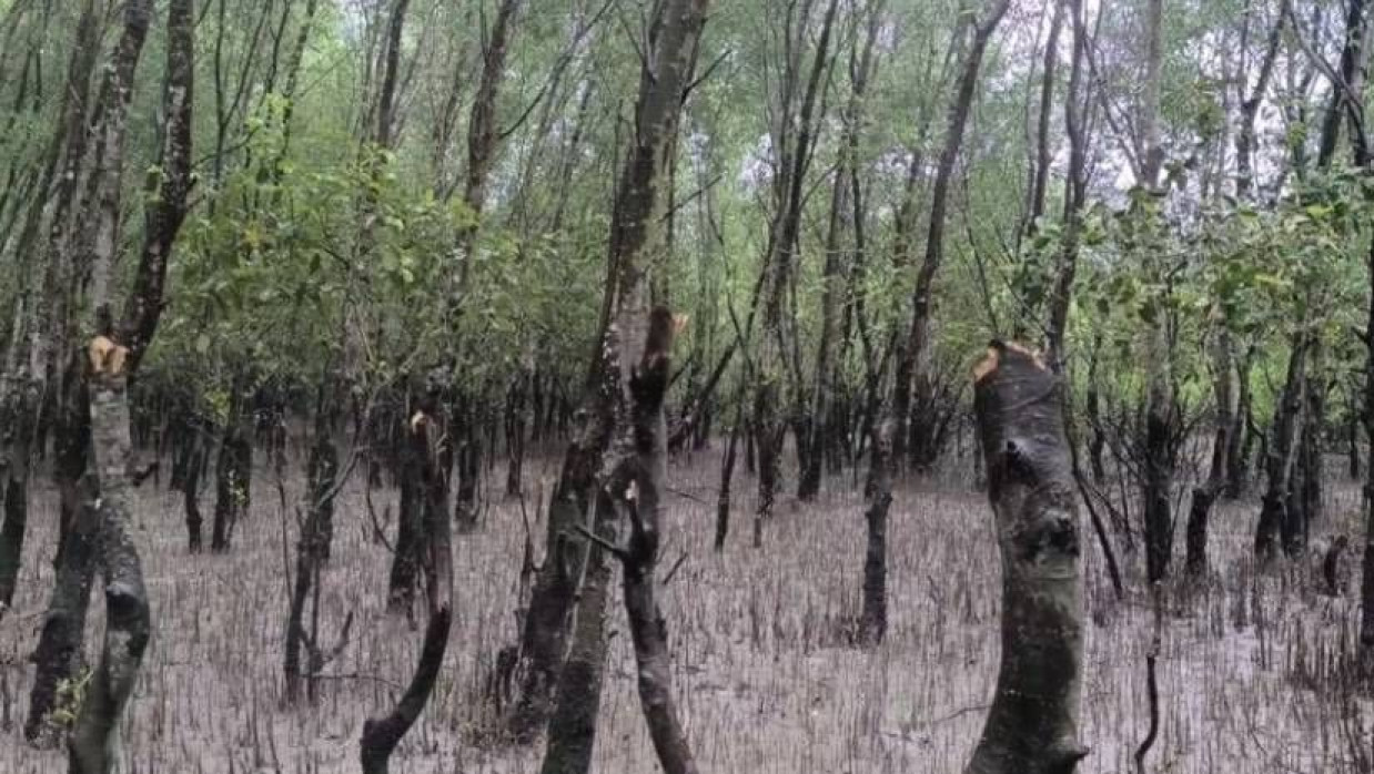 ধীরে ধীরে উজাড় হয়ে যাচ্ছে পুরো বনাঞ্চল