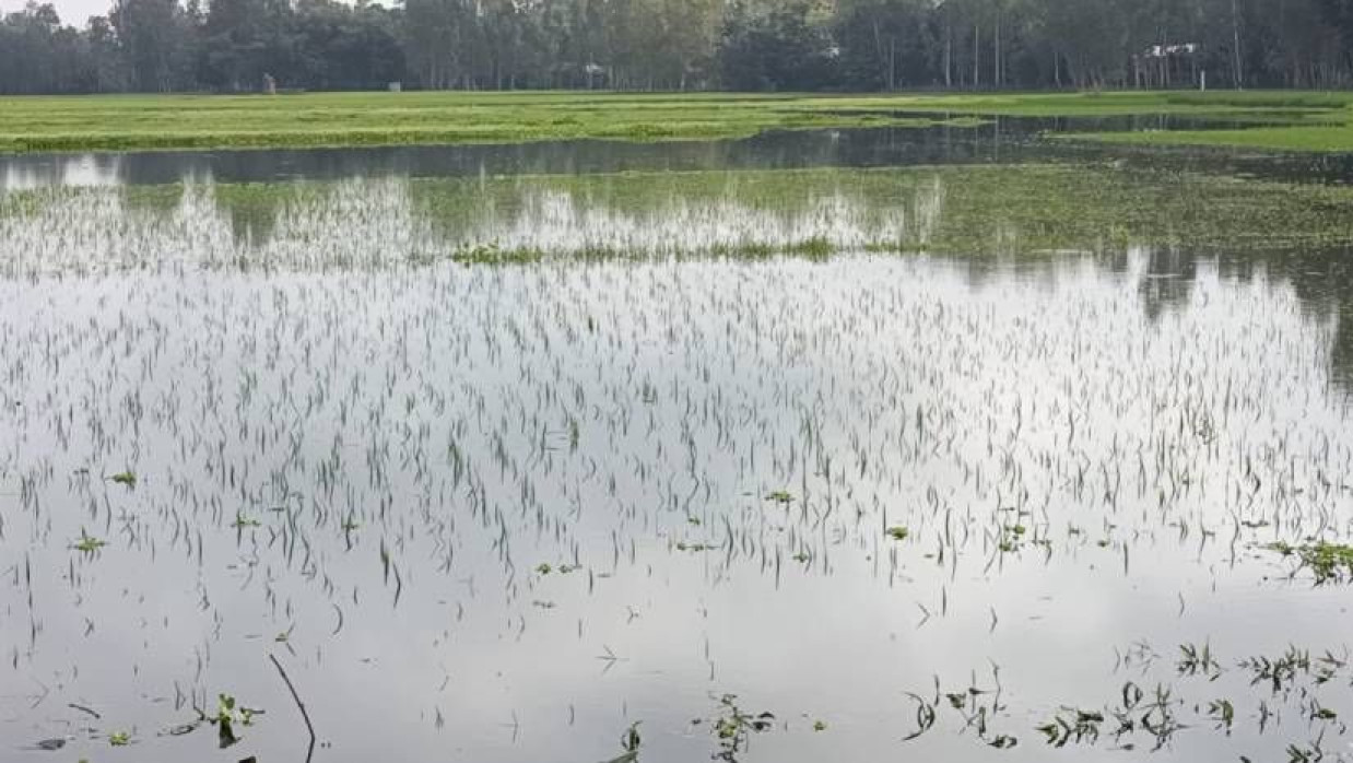 বন্যায় ক্ষতিগ্রস্ত ফসলের ক্ষেত