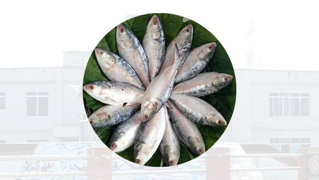 ইলিশ মাছ