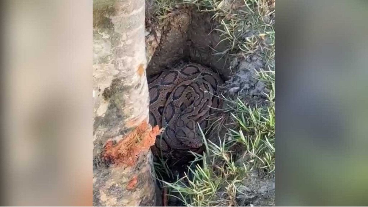 মেঘনারতীরে রাসেল ভাইপার