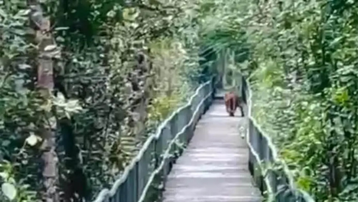 সুন্দরবনের হাড়বাড়িয়া পর্যটন কেন্দ্রের ফুট ট্রেইলে বাঘ