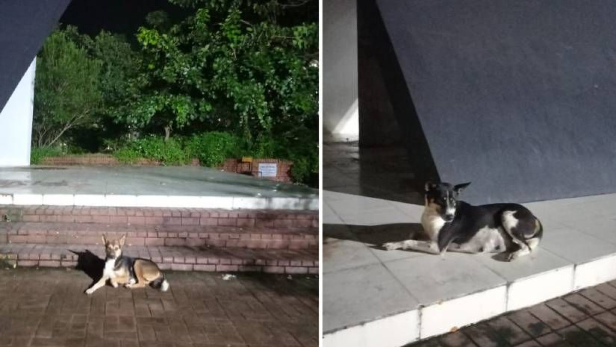 মুক্তমঞ্চ, শহীদ মিনার, স্বাধীনতা চত্বরসহ ক্যাম্পাসে দেখা মেলে অসংখ্য কুকুরের