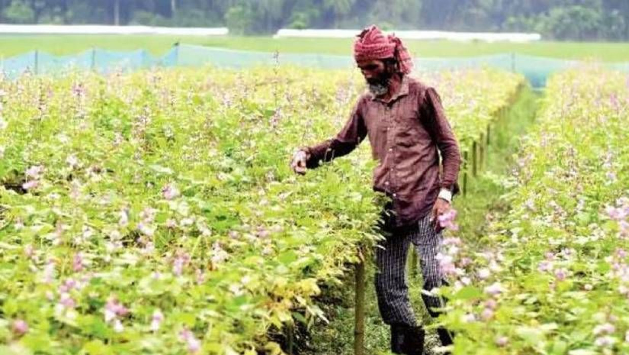 খেতে শিমগাছের পরিচর্যা করছেন এক কৃষক