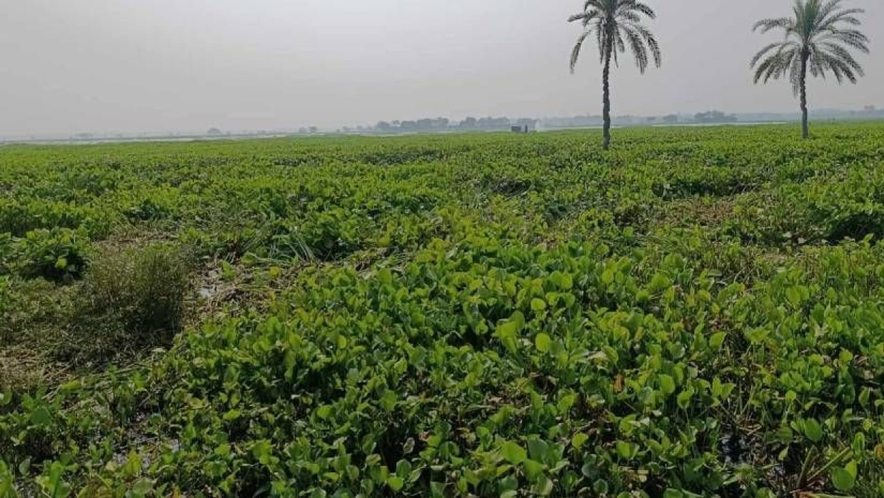 শার্শা উপজেলার ঠেঙামারী বিল ভরে গেছে কচুরিপানায়