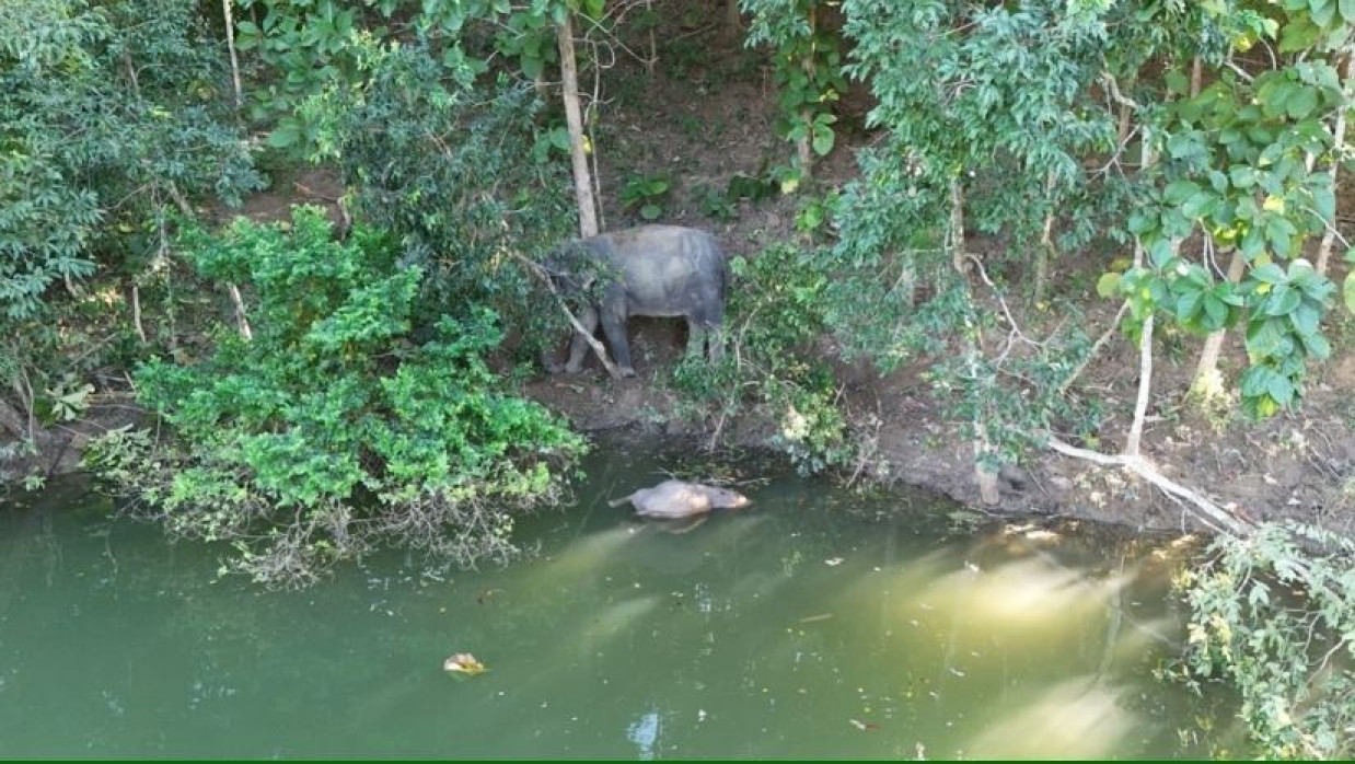 মৃত শাবকের পাশে মা হাতি