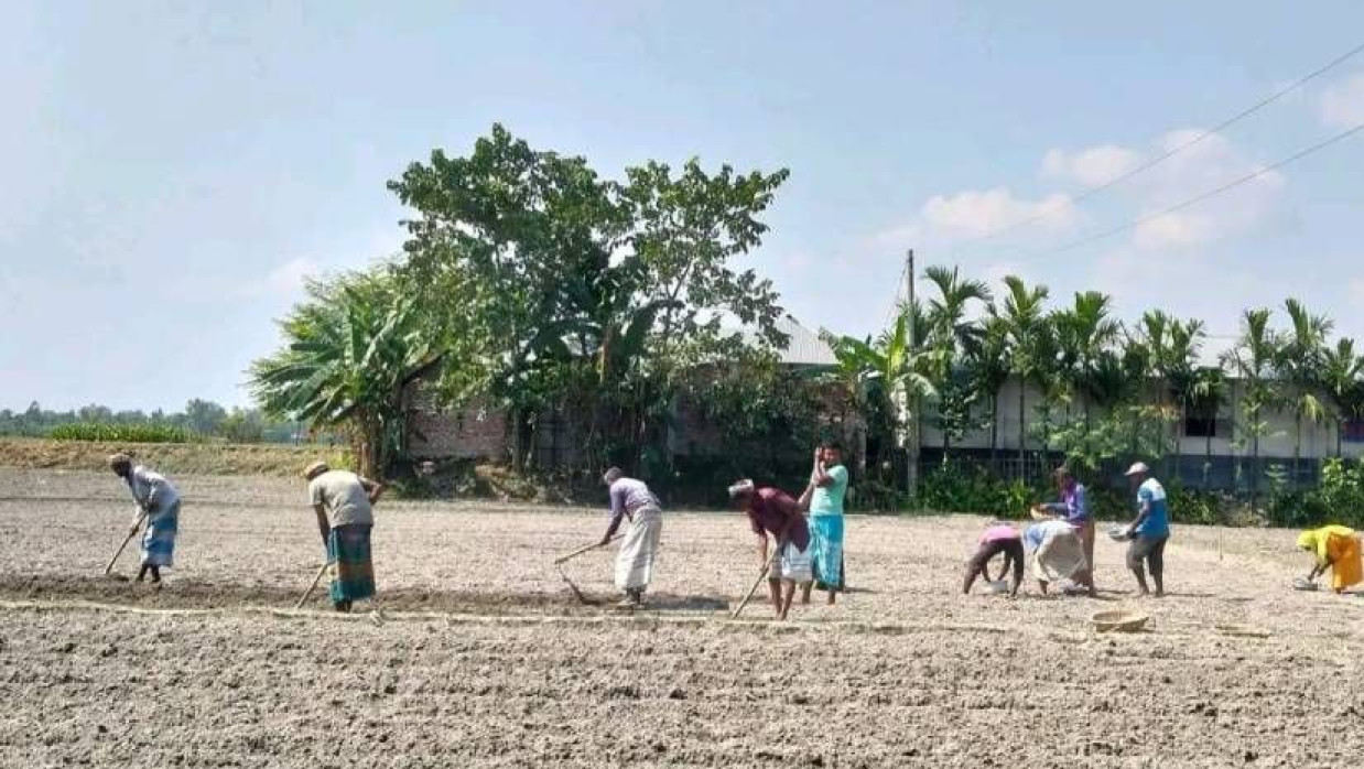 ক্ষেতে আলু রোপণ করছেন কয়েকজন
