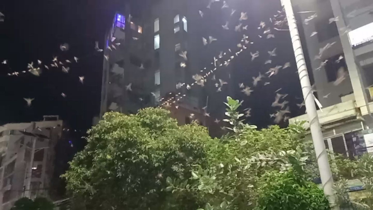 রাজশাহী শহরে উড়ছে পাখির ঝাঁক