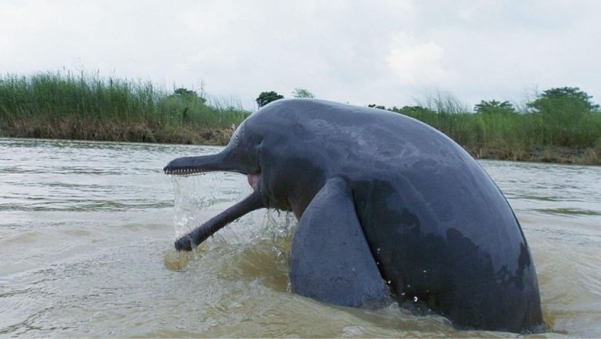 নদ-নদীতে পাওয়া গেছে ২ হাজার ৩০৭টি ডলফিন