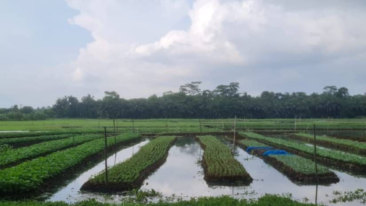 ভাসমান পদ্ধতিতে চাষ সবজি