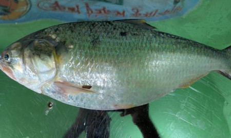 সোয়া ২ কেজি ওজনের এক ইলিশ ৮ হাজার ৮০০ টাকায় বিক্রি