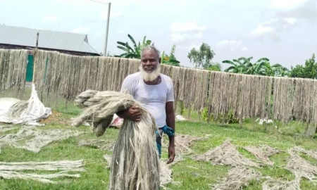 নাসিরনগরে পাটের বাম্পার ফলন, কৃষকের মুখে হাসি