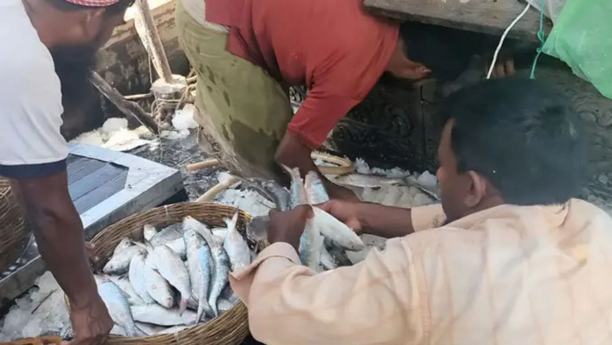 ট্রলার থেকে ইলিশ নামাচ্ছেন জেলেরা