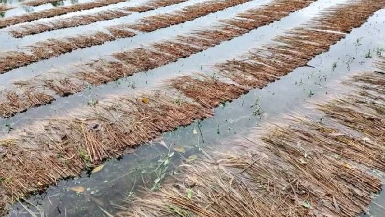 কেটে খেতে বিছিয়ে রাখা ধান বৃষ্টির পানিতে তলিয়ে গেছে