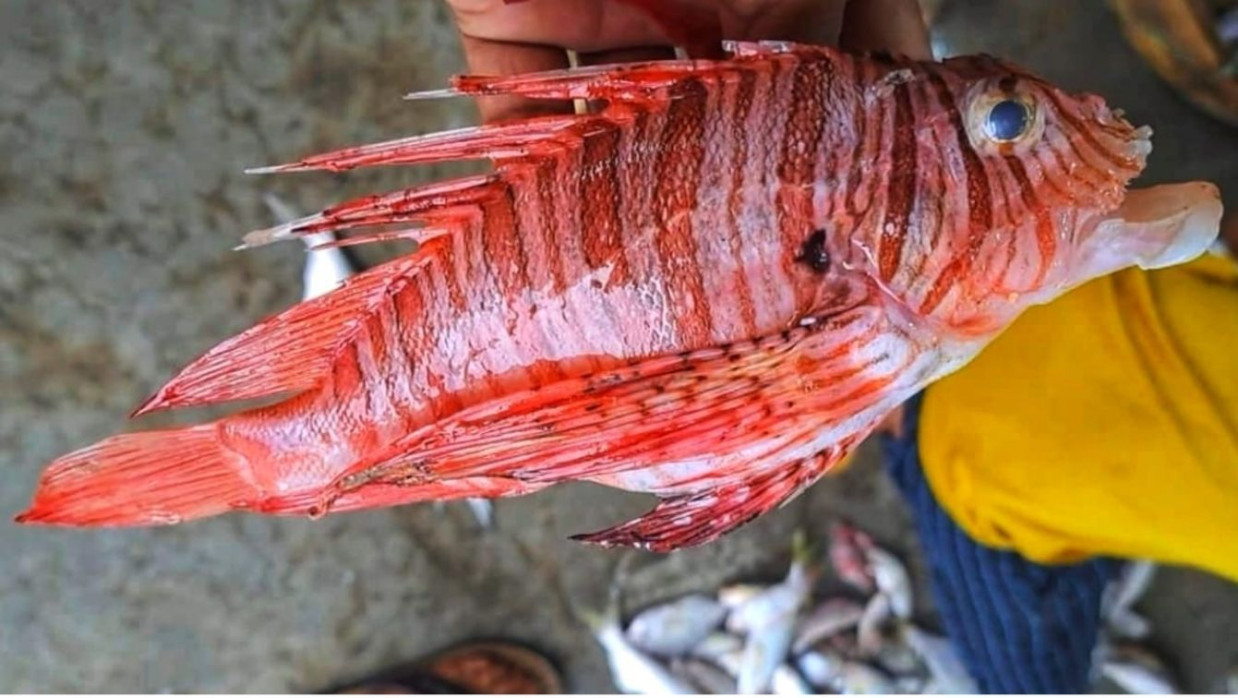 লায়নফিশ