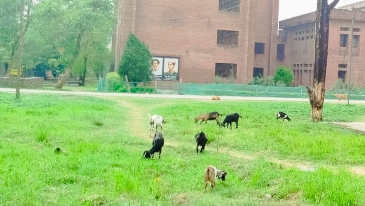 জাবিতে অবাধে বিচরণরত গবাদি পশু