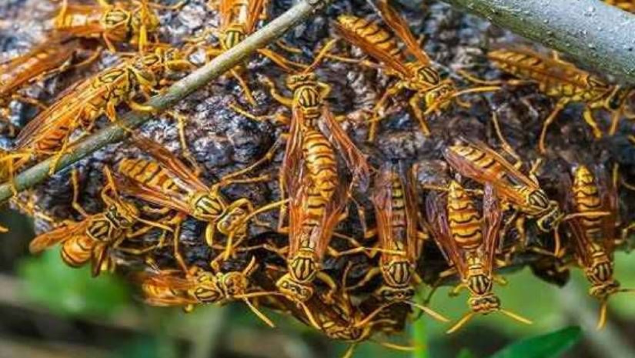 ভিমরুলের একটি চাক