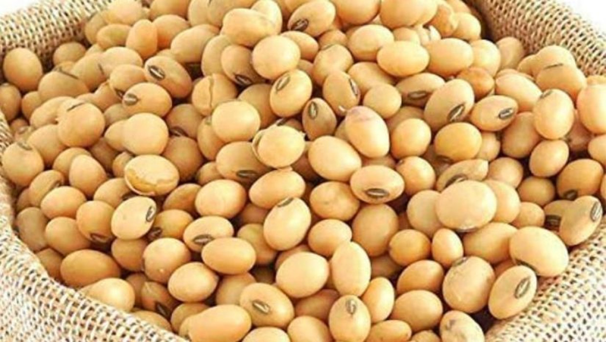 সয়াবিন বীজ