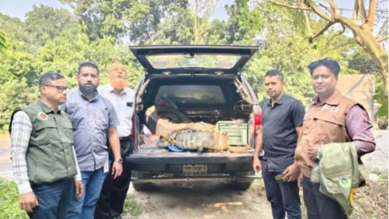 ধরা পরা কুমিরটির দৈর্ঘ্য প্রায় ১০ ফুট