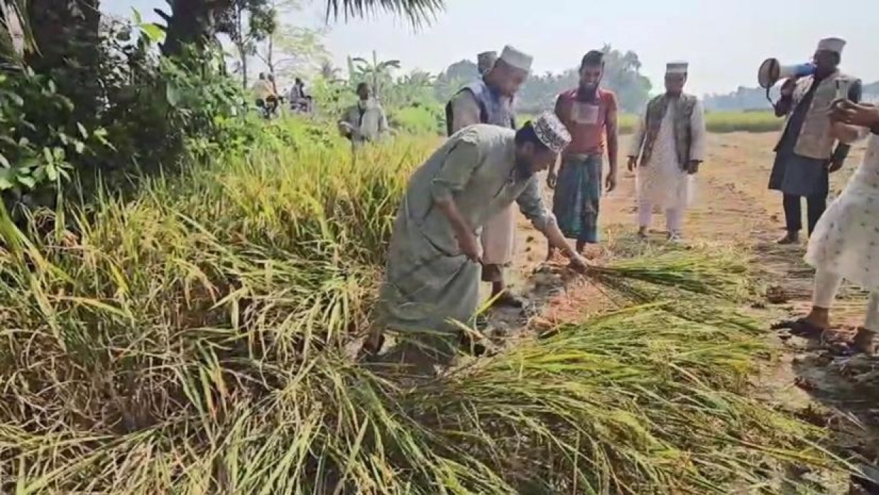ধান কাটার সময়ে