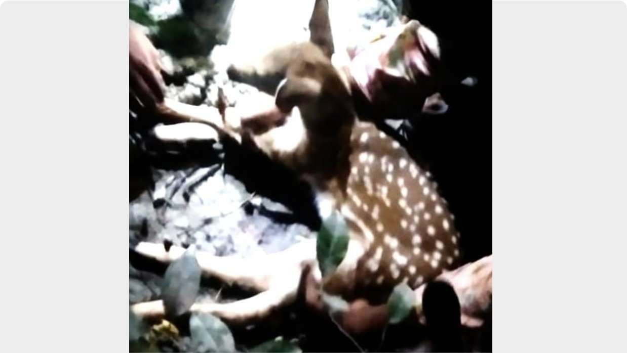 হরিণ শাবক