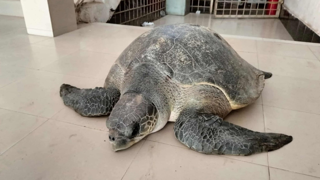 উদ্ধারকৃত কচ্ছপ