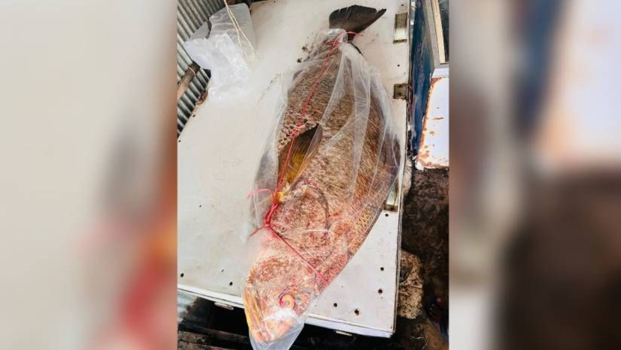 ৩২ কেজি ওজনের পোপা মাছ