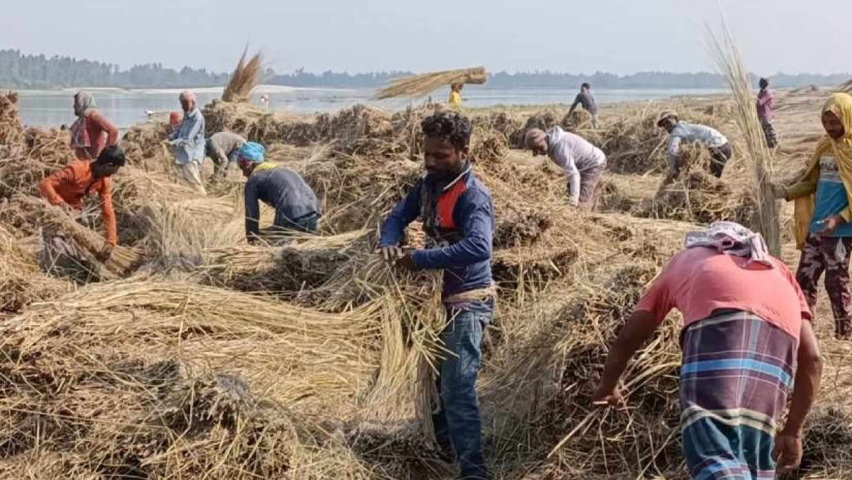 কাশগাছ সংগ্রহ করছেন স্থানীয় লোকজন