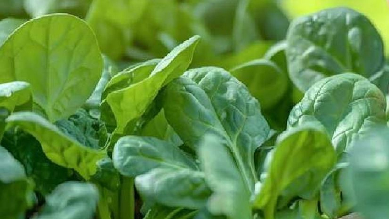 পালং শাক