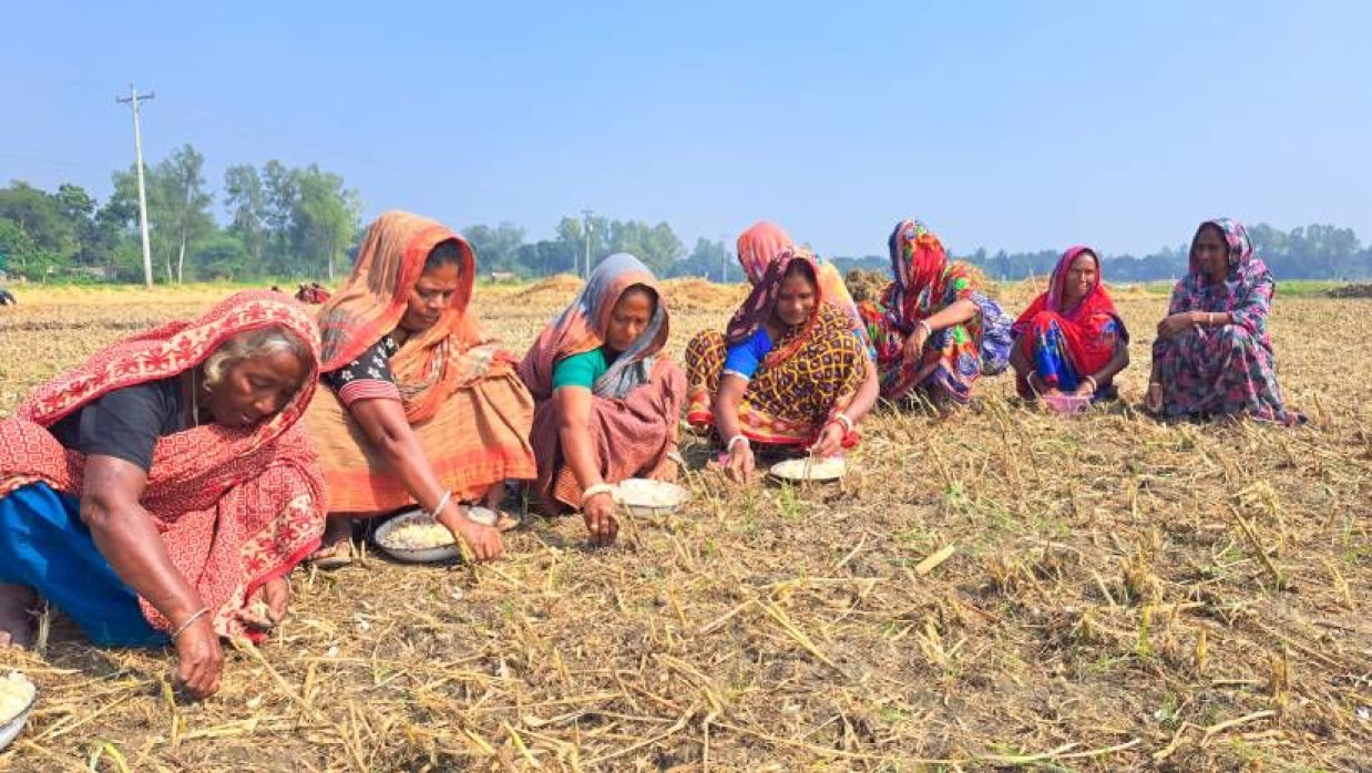 জমিতে রসুনের কোয়া বুনতে ব্যস্ত নারী শ্রমিকরা। বুধবার পাবনার চাটমোহর উপজেলার খলিসাগাড়ি বিলে