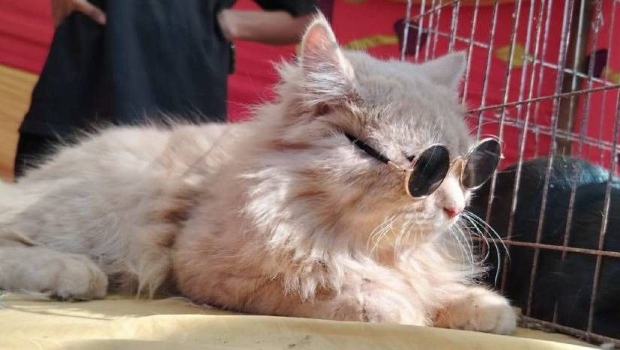 রামগঞ্জে প্রাণিসম্পদ মেলায় চশমা পরা পোষা বিড়াল